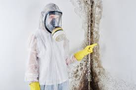 Best Mold Damage Restoration  in Palmyra, MO